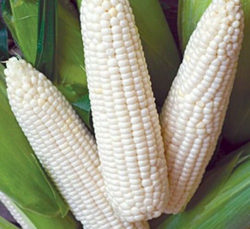 Corn Snow White 
